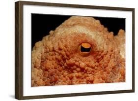 Octopus Head and Eye. (Octopus Vulgaris) Mediterranean Sea-Reinhard Dirscherl-Framed Photographic Print