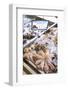 Octopus in the Market, Kalymnos, Dodecanese, Greek Islands, Greece, Europe-Neil Farrin-Framed Photographic Print