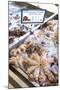 Octopus in the Market, Kalymnos, Dodecanese, Greek Islands, Greece, Europe-Neil Farrin-Mounted Photographic Print