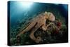 Octopus (Octopus Vulgaris)-Reinhard Dirscherl-Stretched Canvas