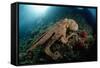 Octopus (Octopus Vulgaris)-Reinhard Dirscherl-Framed Stretched Canvas