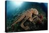 Octopus (Octopus Vulgaris)-Reinhard Dirscherl-Stretched Canvas