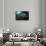 Octopus (Octopus Vulgaris)-Reinhard Dirscherl-Framed Stretched Canvas displayed on a wall