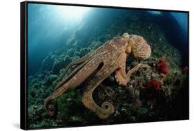 Octopus (Octopus Vulgaris)-Reinhard Dirscherl-Framed Stretched Canvas