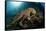 Octopus (Octopus Vulgaris)-Reinhard Dirscherl-Framed Stretched Canvas