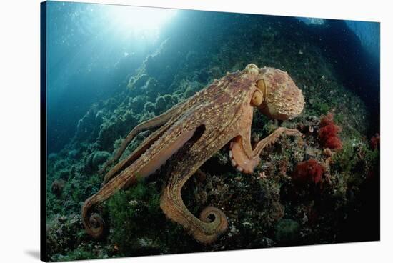Octopus (Octopus Vulgaris)-Reinhard Dirscherl-Stretched Canvas