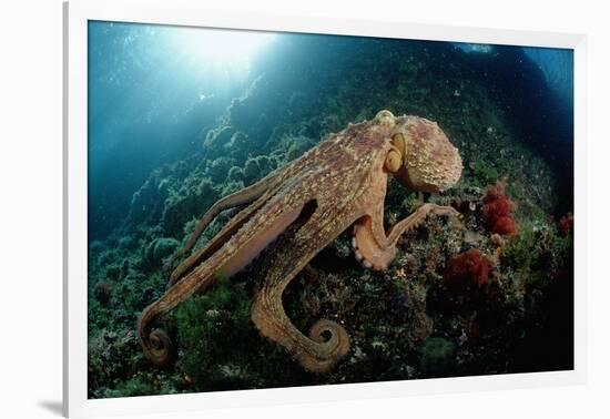 Octopus (Octopus Vulgaris)-Reinhard Dirscherl-Framed Photographic Print