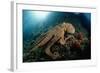 Octopus (Octopus Vulgaris)-Reinhard Dirscherl-Framed Photographic Print