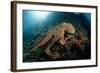 Octopus (Octopus Vulgaris)-Reinhard Dirscherl-Framed Photographic Print