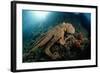 Octopus (Octopus Vulgaris)-Reinhard Dirscherl-Framed Photographic Print