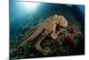 Octopus (Octopus Vulgaris)-Reinhard Dirscherl-Mounted Photographic Print