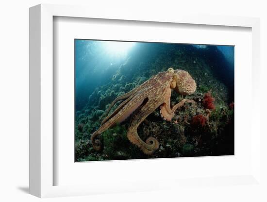 Octopus (Octopus Vulgaris)-Reinhard Dirscherl-Framed Photographic Print