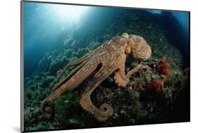 Octopus (Octopus Vulgaris)-Reinhard Dirscherl-Mounted Photographic Print