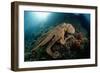 Octopus (Octopus Vulgaris)-Reinhard Dirscherl-Framed Photographic Print