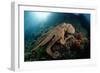 Octopus (Octopus Vulgaris)-Reinhard Dirscherl-Framed Photographic Print