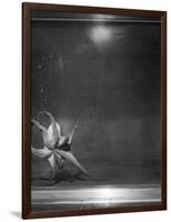 Octopus on Exhibition-null-Framed Photographic Print