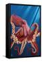 Octopus - Red-Lantern Press-Framed Stretched Canvas