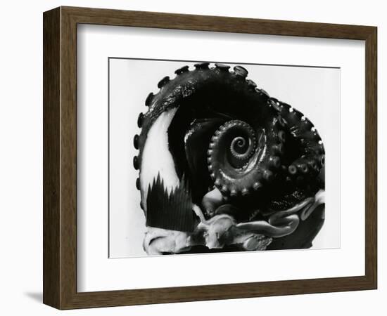 Octopus Tentacles, c. 1980-Brett Weston-Framed Photographic Print