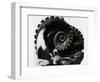 Octopus Tentacles, c. 1980-Brett Weston-Framed Photographic Print