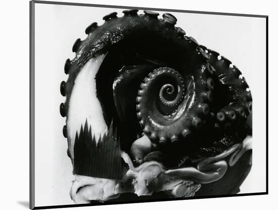 Octopus Tentacles, c. 1980-Brett Weston-Mounted Photographic Print