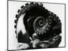 Octopus Tentacles, c. 1980-Brett Weston-Mounted Photographic Print