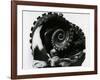 Octopus Tentacles, c. 1980-Brett Weston-Framed Photographic Print