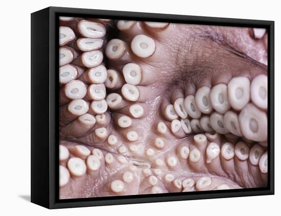 Octopus Tentacles-null-Framed Stretched Canvas