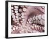 Octopus Tentacles-null-Framed Photographic Print