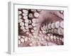 Octopus Tentacles-null-Framed Photographic Print