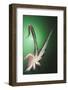 Octopus tentacles.-Stuart Westmorland-Framed Photographic Print