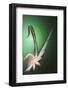 Octopus tentacles.-Stuart Westmorland-Framed Photographic Print