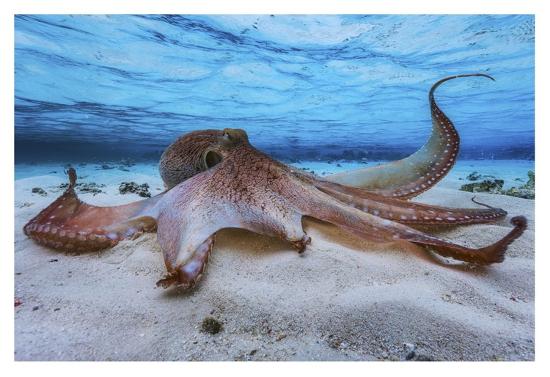 'Octopus' Giclee Print - Barathieu Gabriel | AllPosters.com