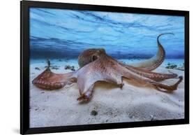 Octopus-Barathieu Gabriel-Framed Giclee Print