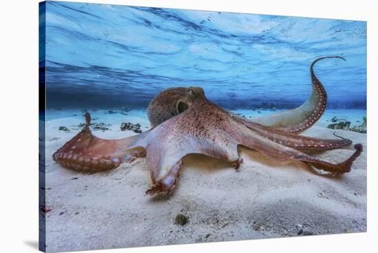 Octopus-Barathieu Gabriel-Stretched Canvas