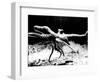 Octopus-null-Framed Photographic Print