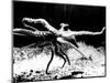 Octopus-null-Mounted Photographic Print