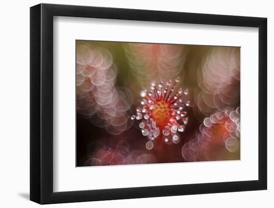 Octopus-Andrew George-Framed Photographic Print