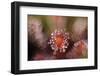 Octopus-Andrew George-Framed Photographic Print