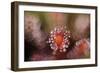 Octopus-Andrew George-Framed Photographic Print