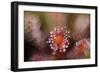 Octopus-Andrew George-Framed Photographic Print