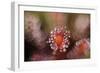 Octopus-Andrew George-Framed Photographic Print