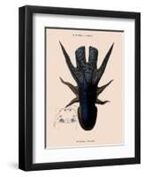 Octopus-Emile Theophile-Framed Premium Giclee Print