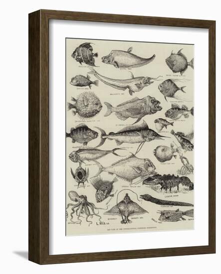 Odd Fish at the International Fisheries Exhibition-Louis Wain-Framed Giclee Print