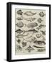 Odd Fish at the International Fisheries Exhibition-Louis Wain-Framed Giclee Print