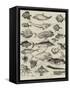 Odd Fish at the International Fisheries Exhibition-Louis Wain-Framed Stretched Canvas