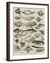 Odd Fish at the International Fisheries Exhibition-Louis Wain-Framed Giclee Print