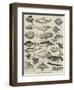 Odd Fish at the International Fisheries Exhibition-Louis Wain-Framed Giclee Print