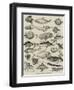 Odd Fish at the International Fisheries Exhibition-Louis Wain-Framed Giclee Print