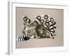 Odd Man Out-Barbara Keith-Framed Giclee Print