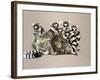 Odd Man Out-Barbara Keith-Framed Giclee Print